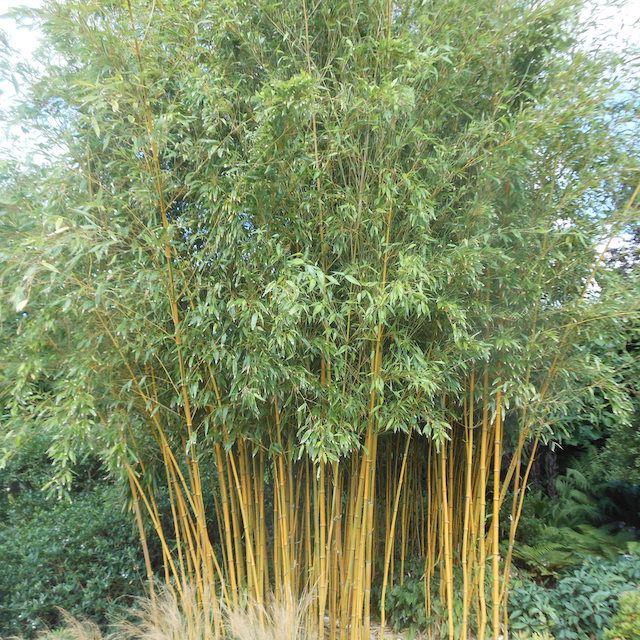 Bamboo Phyllostachys aureosulcata 'Spectabilis'