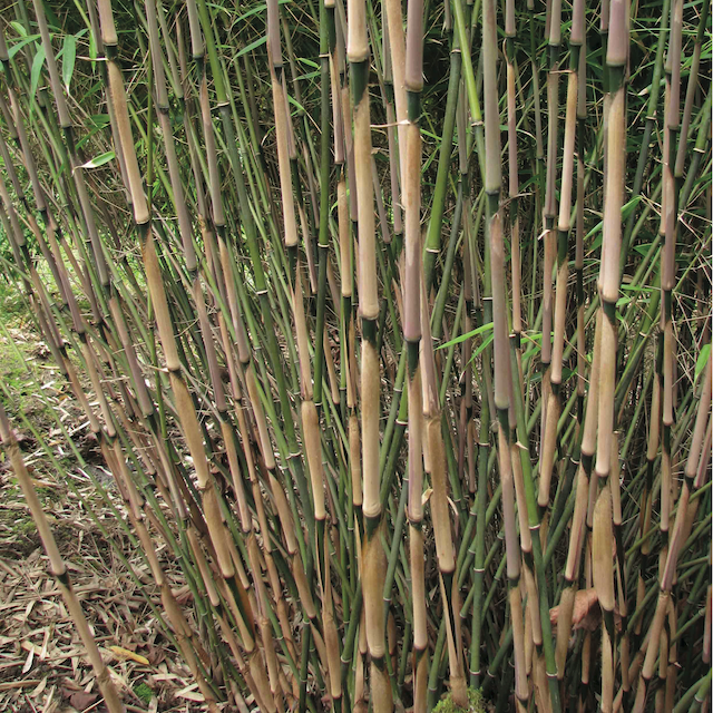 Bamboo Fargesia rufa