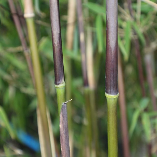 Bamboo Fargesia jiuzhaigou