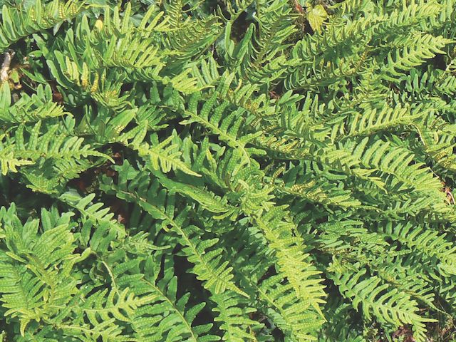 Fern Polypodium vulgare