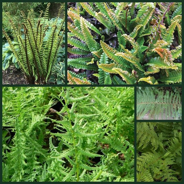 Verdant & Vigorous Fern Collection