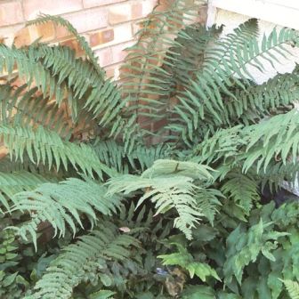 Fern Dryopteris cycadina (atrata)