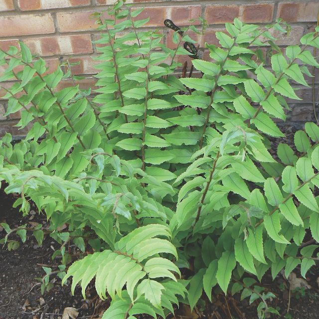 Fern Cyrtomium fortunei 'Clivicola'