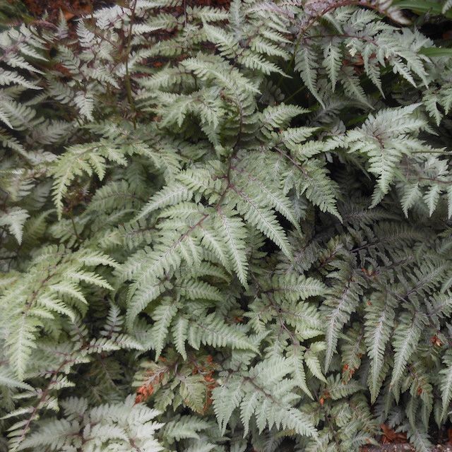 Fern Athyrium niponicum 'Pictum'