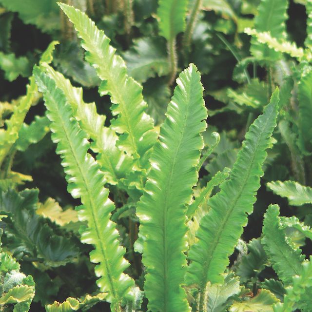 Fern Asplenium scolopendrium 'Angustifolium'