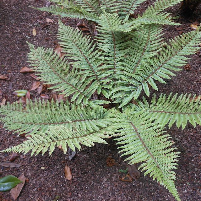 Fern Polystichum polyblepharum