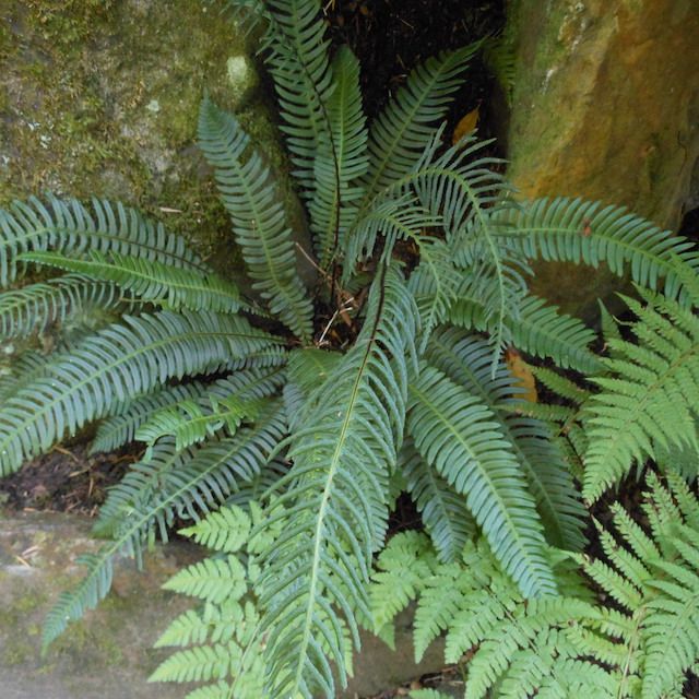 Fern Blechnum spicant
