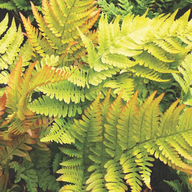 Fern Dryopteris erythrosora