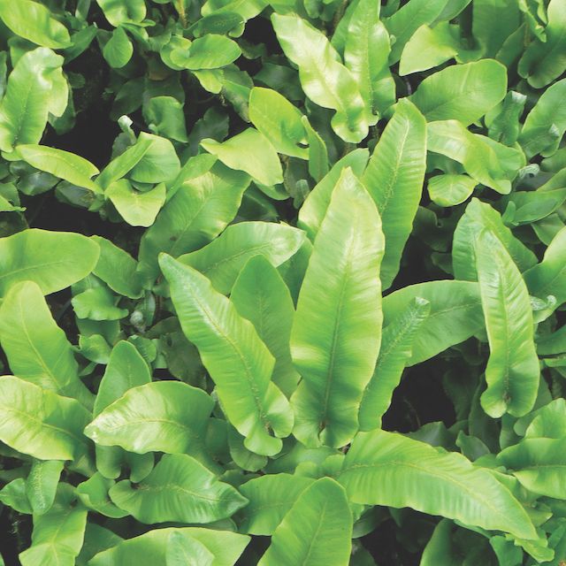 Fern Asplenium scolopendrium