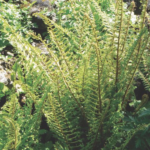 Fern Dryopteris affinis 'Cristata' (The King)