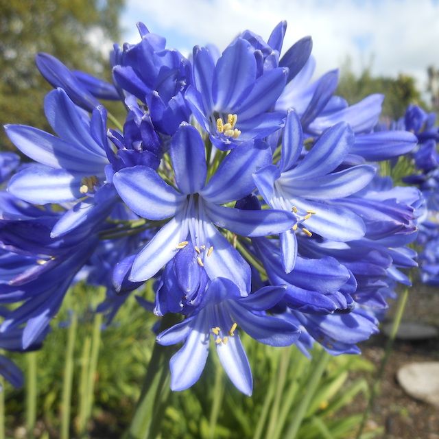 Agapanthus 'Maria'