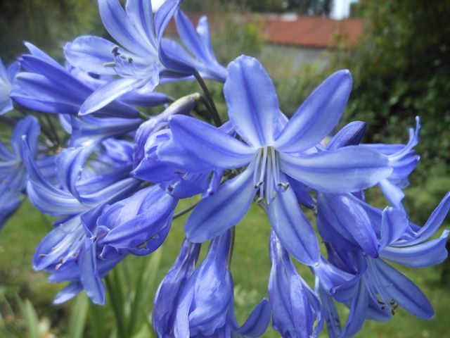 Agapanthus 'Blue Sparkler'