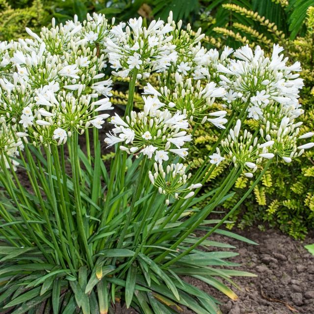 Agapanthus 'Mi Casa'