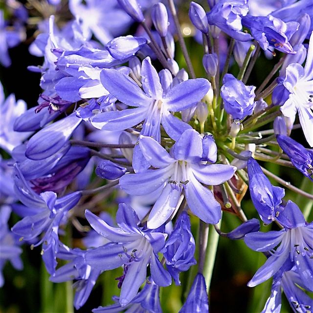 Agapanthus 'Star Quality'