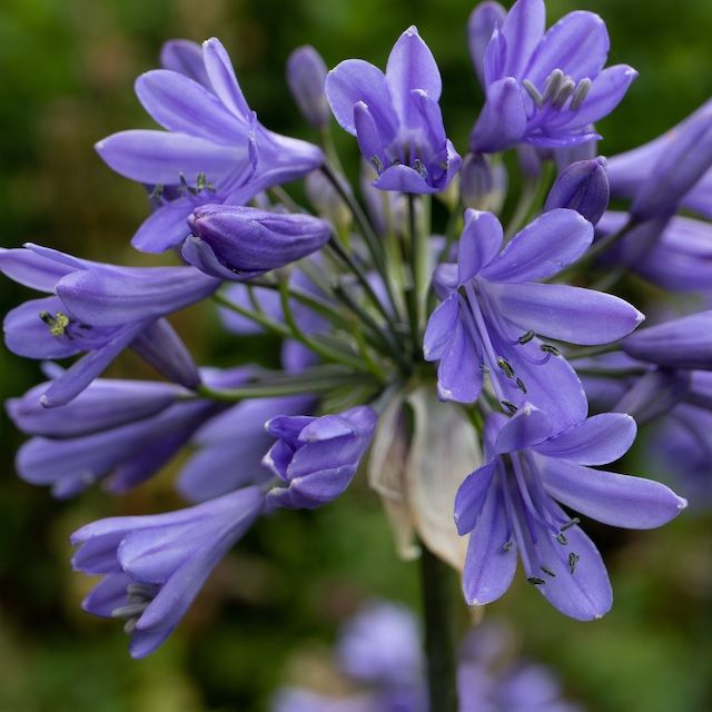 Agapanthus 'Ever Sapphire'