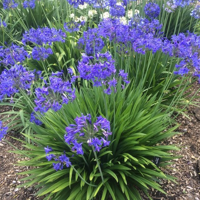 Agapanthus 'Mole Valley' Agapanthus 'Mole Valley'