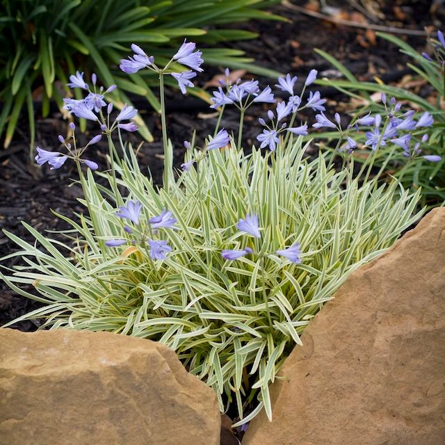 Agapanthus 'Golden Drop'