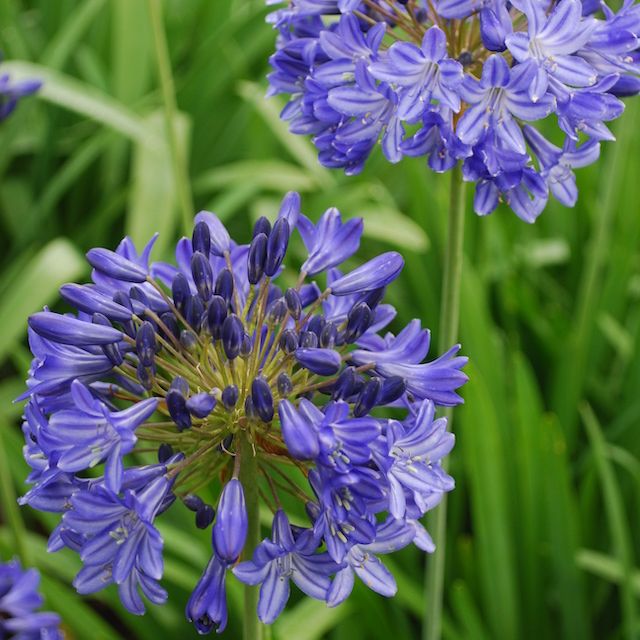 Agapanthus 'Pride of Bicton' Agapanthus 'Pride of Bicton'