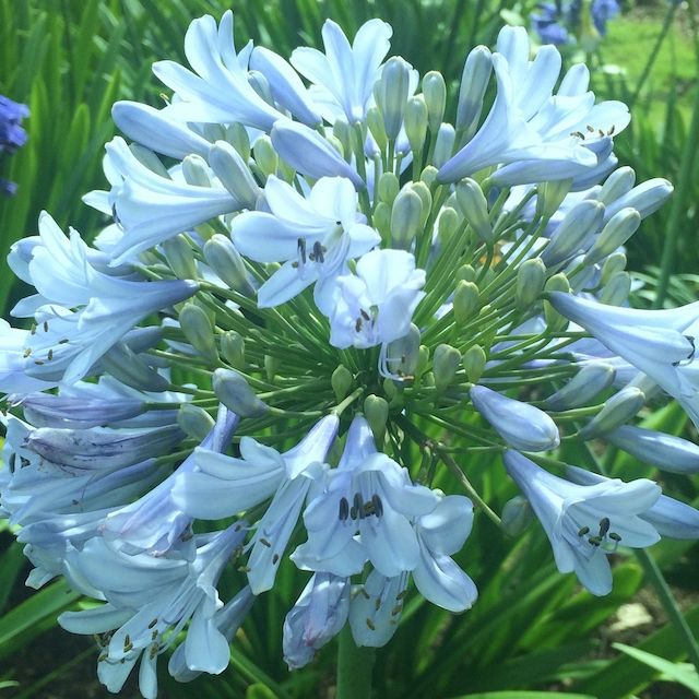 Agapanthus 'Autumn Mist'