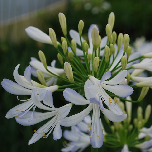 Agapanthus 'Phantom'