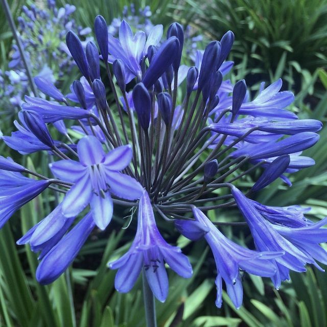 Agapanthus 'Exmoor'