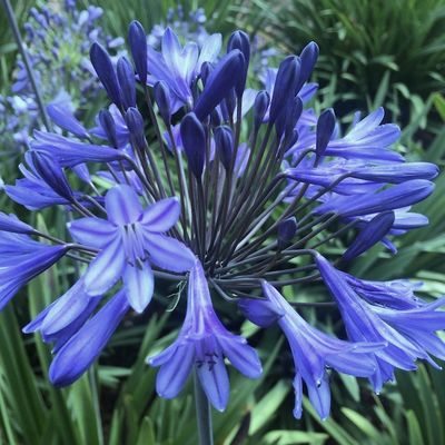 Agapanthus 'Exmoor'