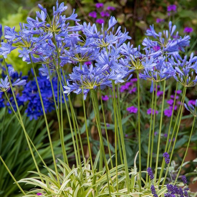 Agapanthus 'Neverland'