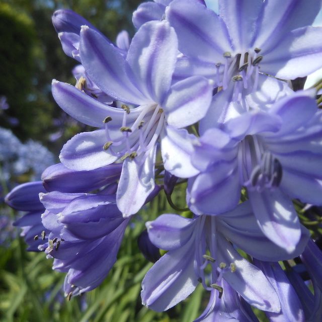 Agapanthus 'Leanne' Agapanthus 'Leanne'