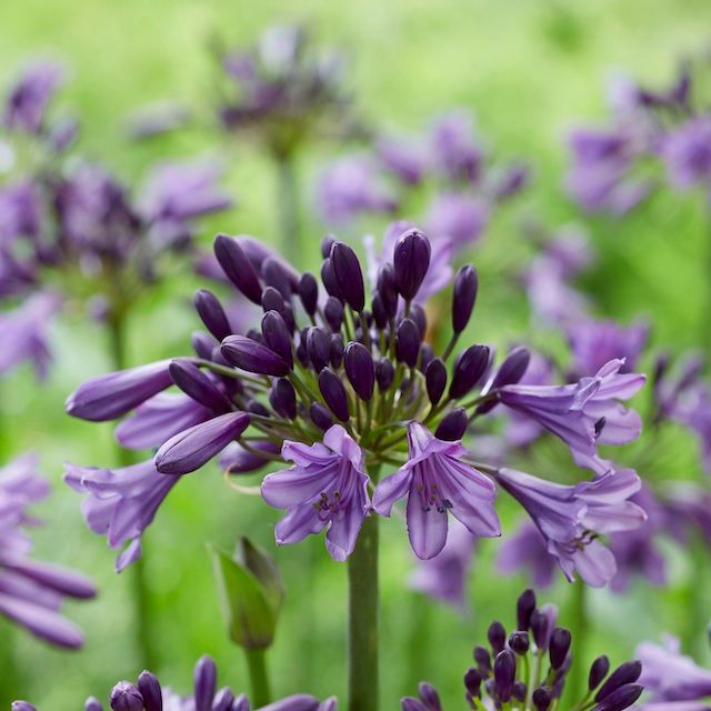 Agapanthus 'Poppin' Purple'