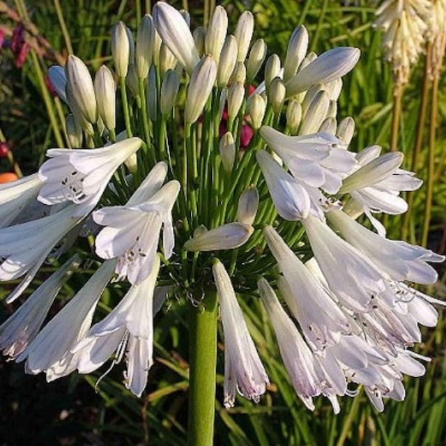 Agapanthus 'Silver Lining'