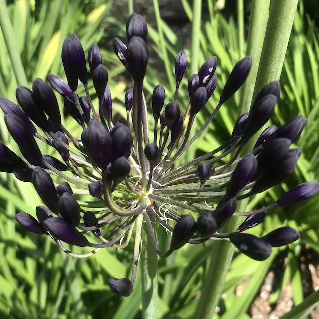 Agapanthus 'Royal Velvet'