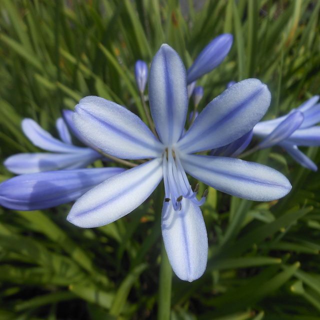 Agapanthus 'James'
