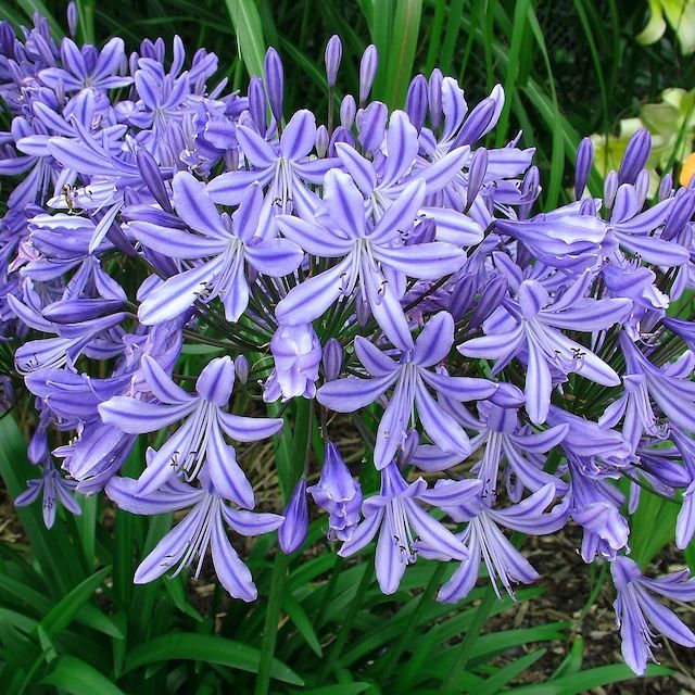 Agapanthus 'Stargazer'