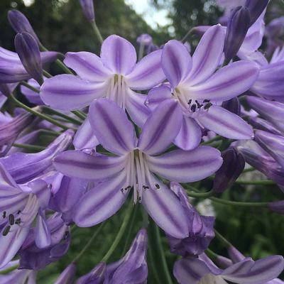 Agapanthus 'Purple Prince'