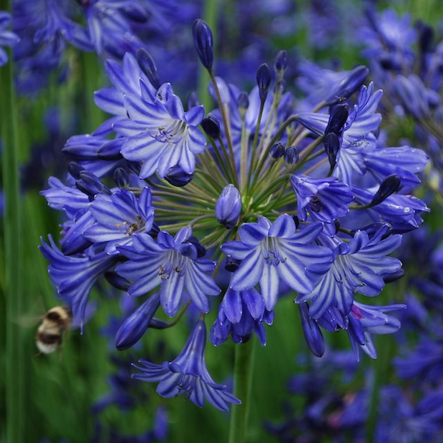 Agapanthus 'Sweet Dreams'