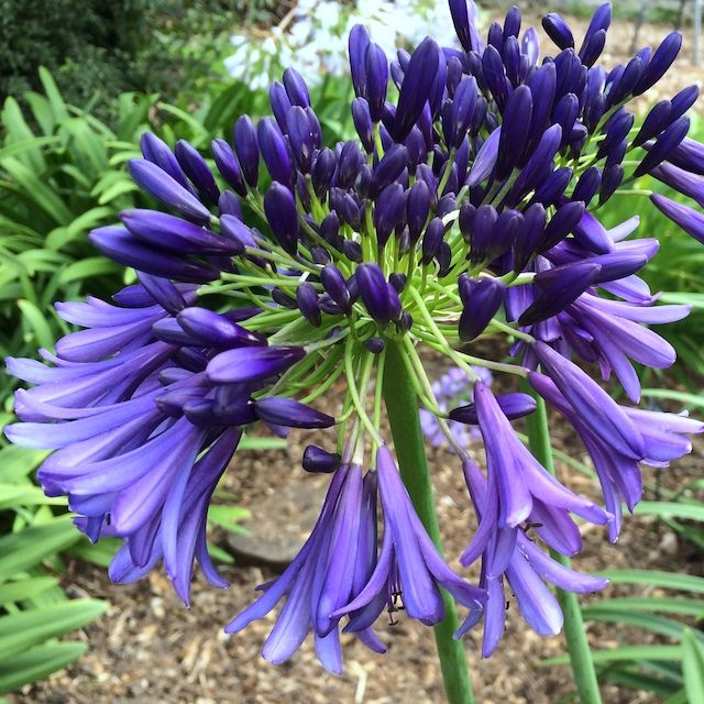 Agapanthus 'Purple Heart'
