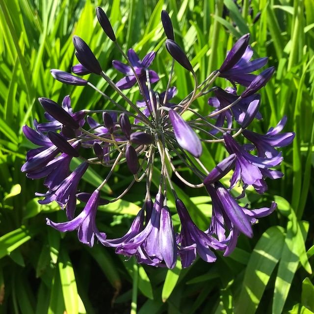 Exotic & Enchanting Trio of Agapanthus Exotic & Enchanting Trio of Agapanthus