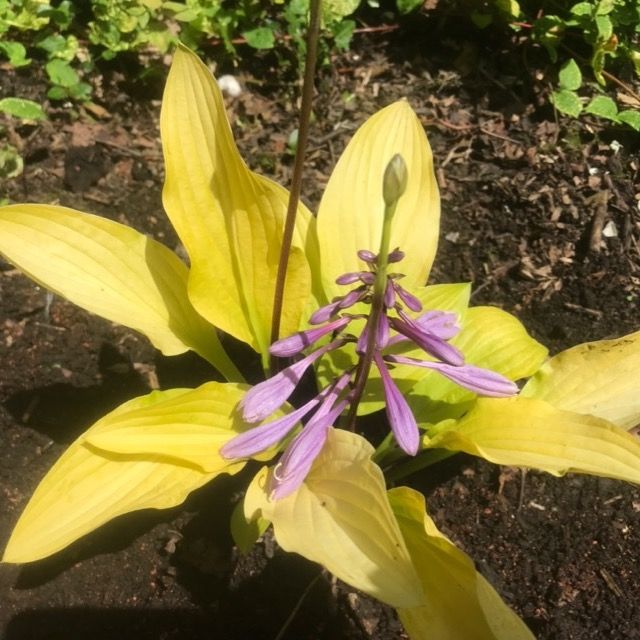 Hosta 'Cherry Tart'