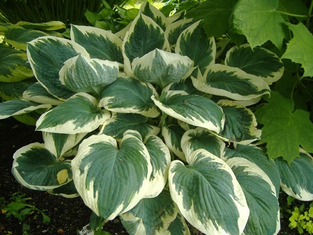 Hosta 'Barbara Ann'