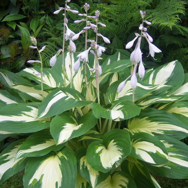 Hosta 'Christmas Candy' ®