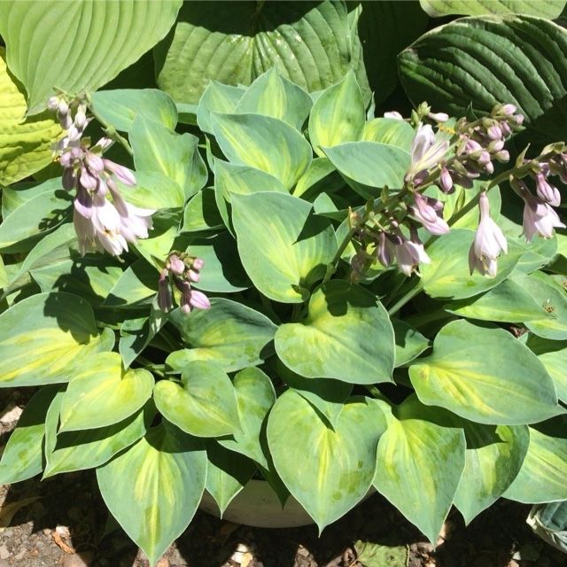 Hosta 'Dinky Donna'
