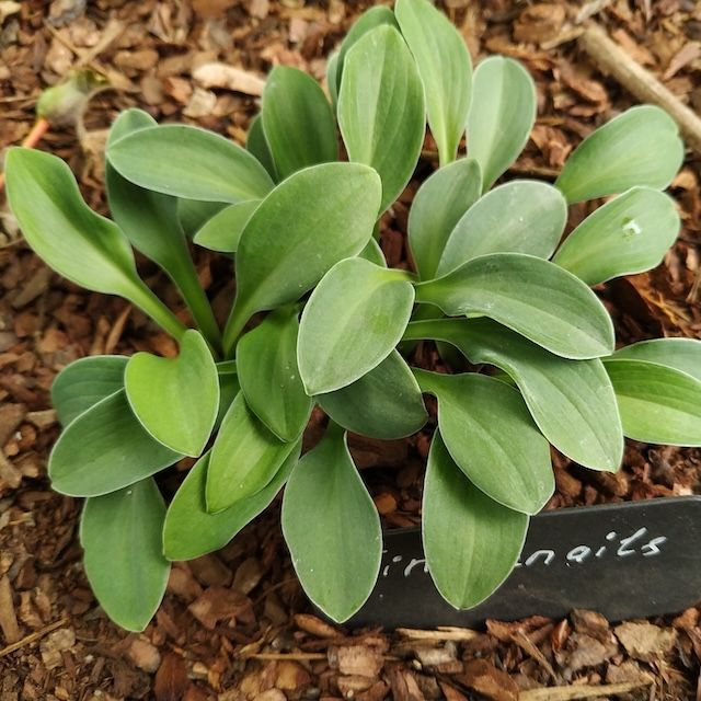 Hosta 'Fingernails'