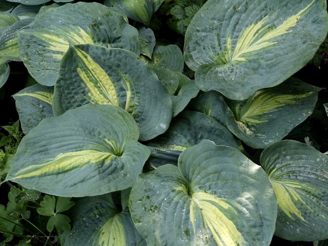 Hosta 'Dream Queen'