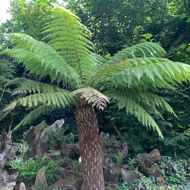 Tree Fern Dicksonia antarctica