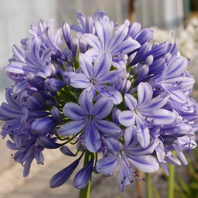 Agapanthus 'Full Moon'