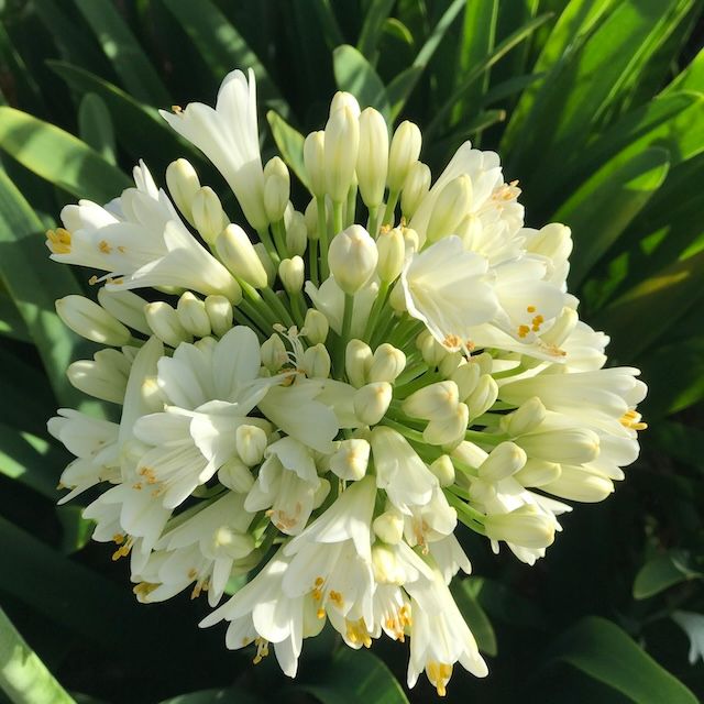 Agapanthus 'Pavlova'