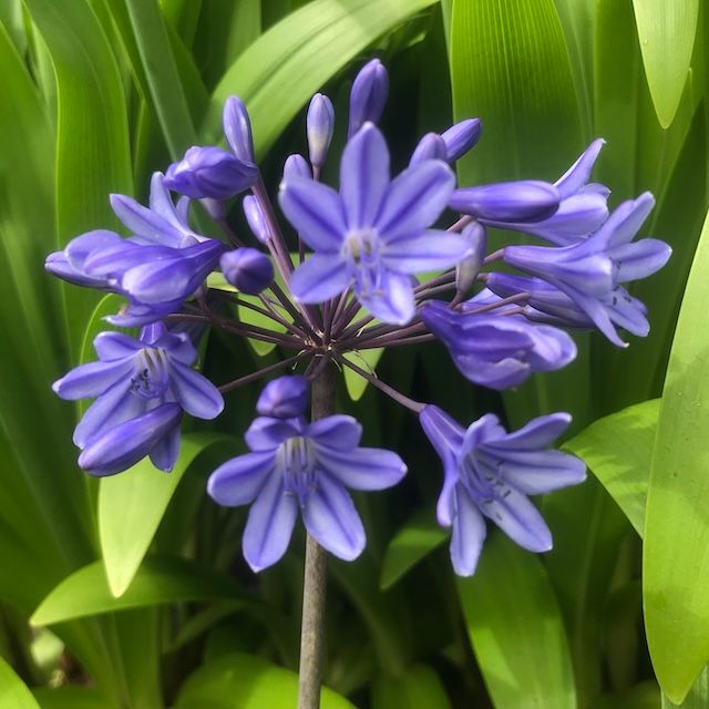 Agapanthus 'Dart Valley'