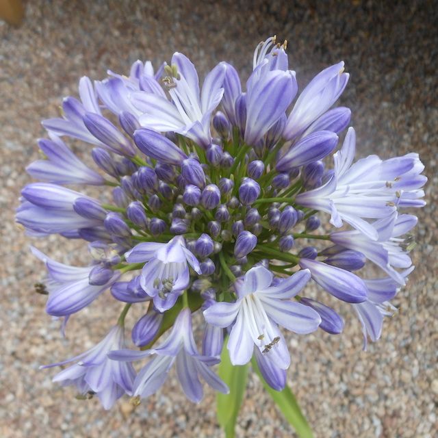 Agapanthus 'Megan's Mauve'