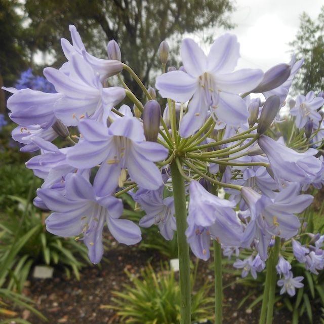 Agapanthus 'Nghia'
