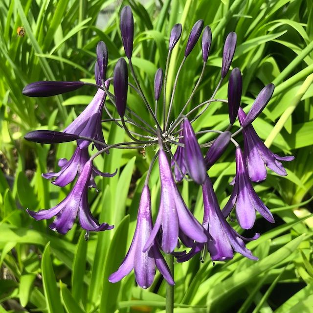 Agapanthus 'Purple Fountain'